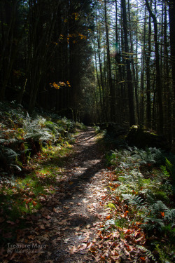 thefierybiscuit: Trackway to Carreg Ddu