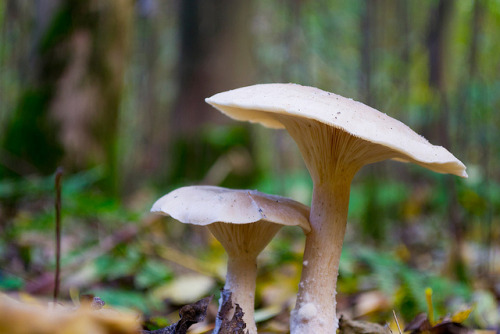 Mushrooms by Sugomi on Flickr.