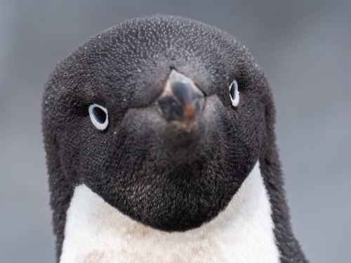 Adelie Penguin (Pygoscelis adeliae) © ted smith