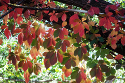 jazzykatphotography:  Curtain of Color Happy Autumn 