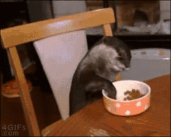4gifs:  Otter what are you doing the table is for people. [video] 