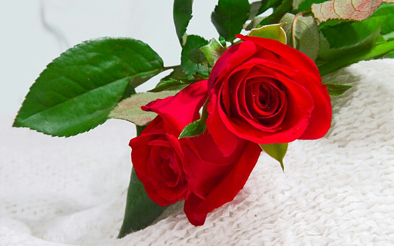 non c'è rosa senza spina&hellip; non c'è spina senza amore &hellip; thewolf