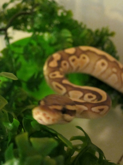 some recent photos of the littlest snoot. the bottom photo is from today - he took his rat despite g