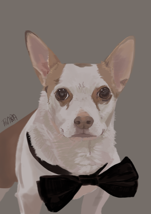 Fancy Doggo