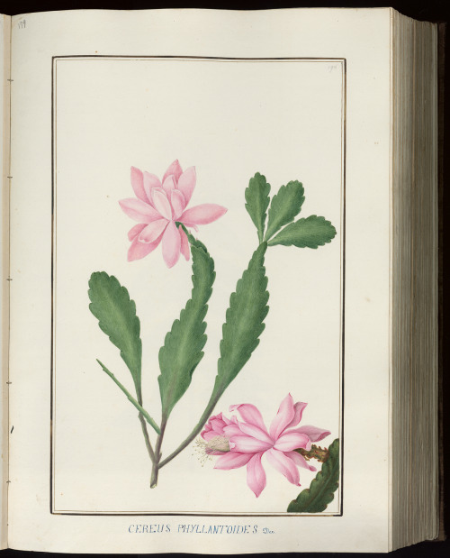 Botanical illustrations by BaldassareCattrani. PHAIDRA University of Padova archive.org