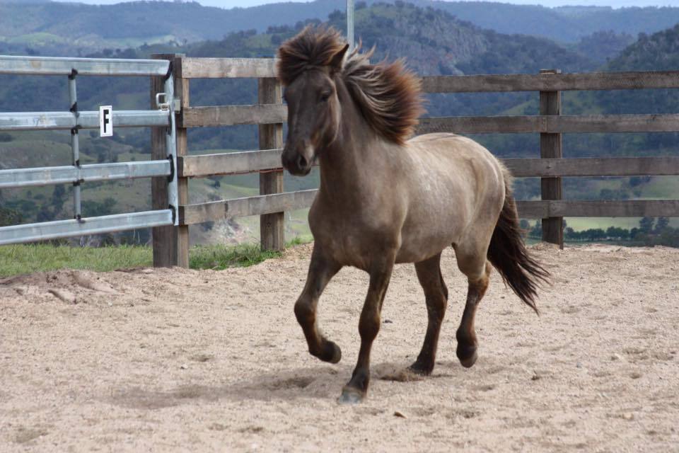 scarlettjane22:    Megalong Icelandic Horses  