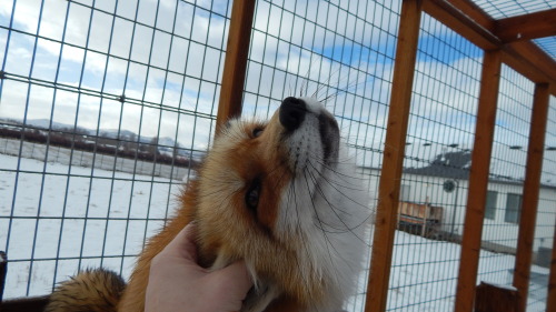 Nothing beats being able to play with a gentle fox, one that gets happy from seeing visitors, people