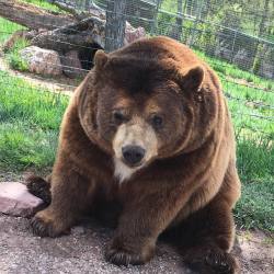 mssarahhunter:  I fed bacon jerky to a bear, yesterday. It was awesome.  (at Bear Country USA)   Grrrl, you are so bad!
