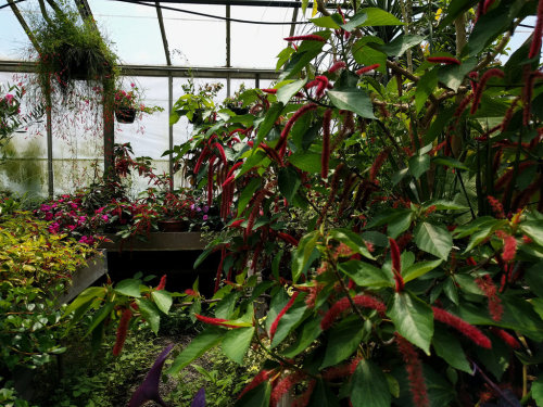 olena:The greenhouses at Ott’s Exotic Plants near Philly. I LOVE this place! It’s l