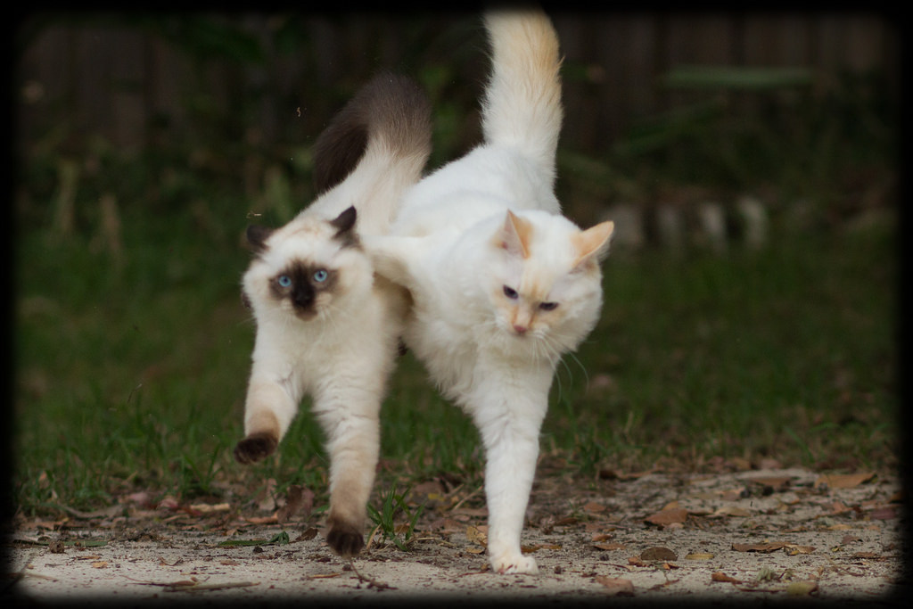 allyspock:  catsbeaversandducks:  Fun in the Yard with Milo and Diesel Photos and