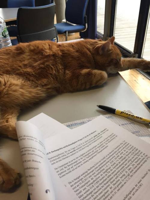catsbeaversandducks: Cat Comes to University Every Day So She Can Rescue Students with Cuddles For y