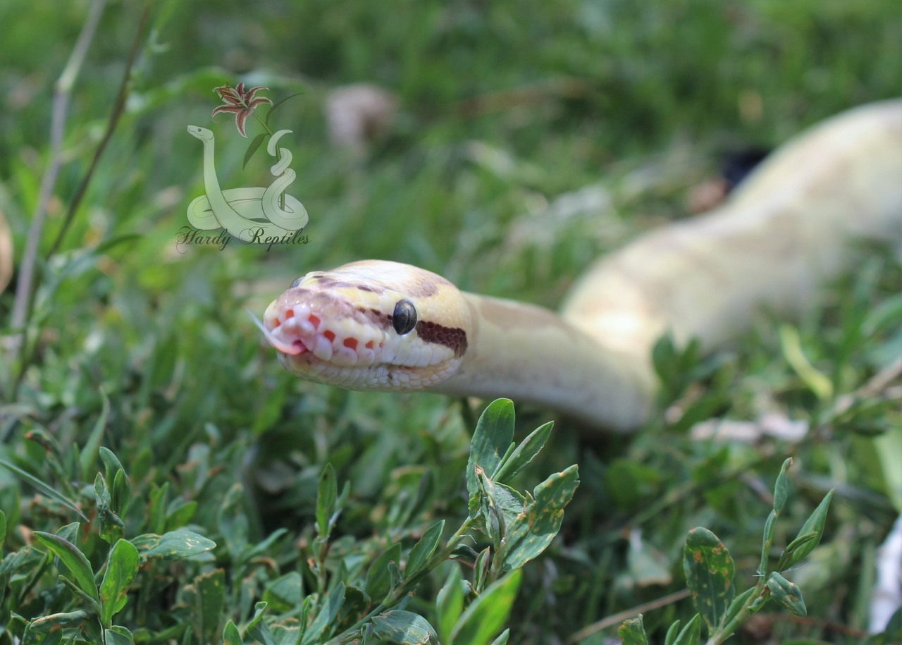 i-m-snek:  Raina shed and is just so beautiful. I will never understand how these