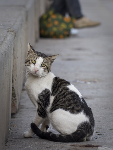 Street Cat, Crimea (via Vlada)