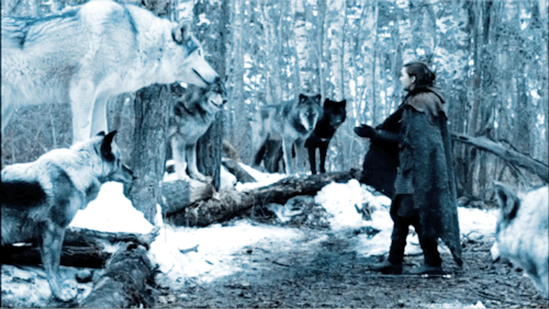 house-stargaryen-got: There are five pups, one for each of the Stark children. The direwolf is the s