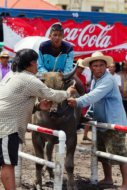 Chonburi Buffalo Race, Chonburi, Thailand on Flickr.