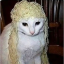 noodlehairhooman