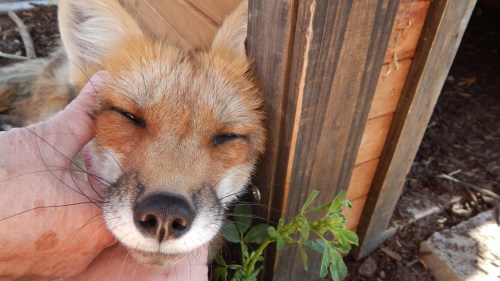 The hard life of a pet fox, getting all the ear, belly, and head rubs :3