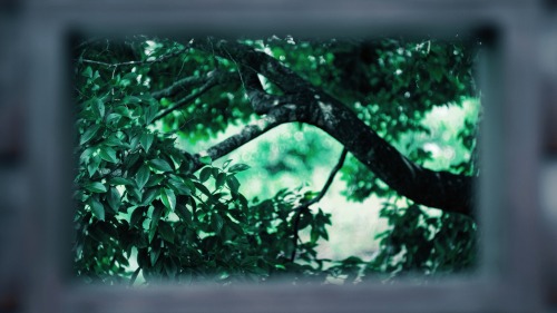 Please Be Healed By The Greenery You See.