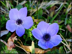 sapphire1707:  Signs of Spring. | by Dora-A | http://ift.tt/1B1YkW6
