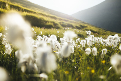 stephaniedolen: eysturoy, faroe islands