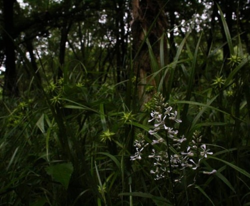 Some purple rocket (Iodanthus pinnatifidus) hanging out with a bunch of Gray’s sedge (Carex gr