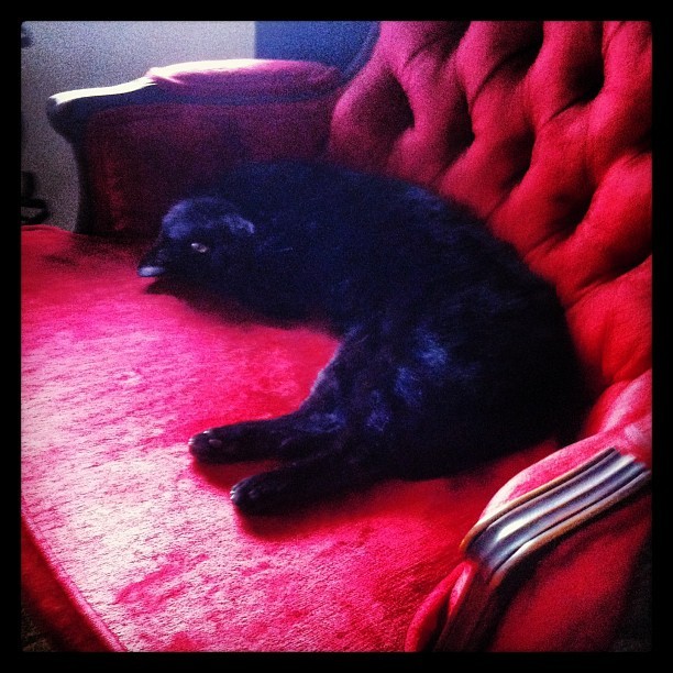 Upside down kitty