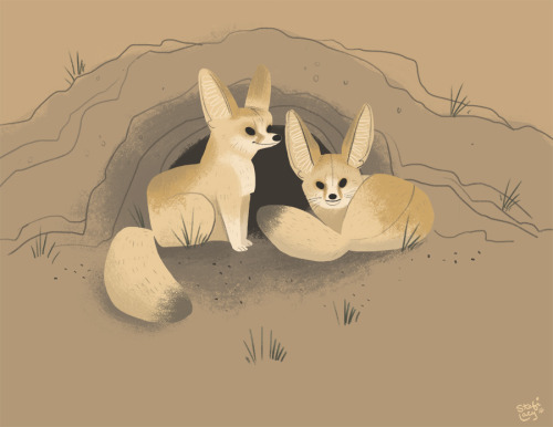 A pair of tiny fennec foxes. These little guys are the smallest species of fox in the world, and eve