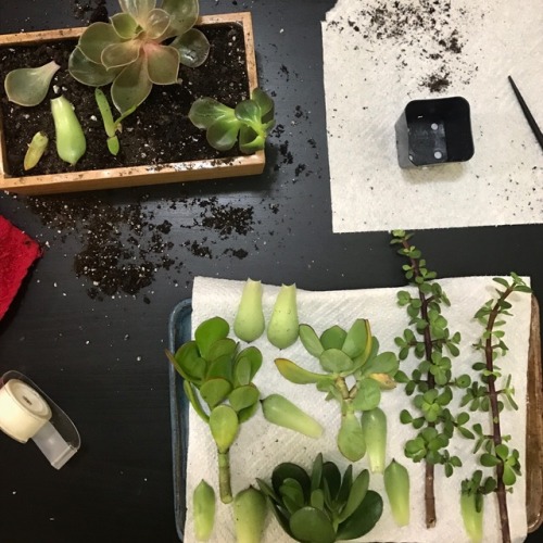 3.19.17 - Time to dry out some cuttings! These bbys were stuck into the soil before their roots deve