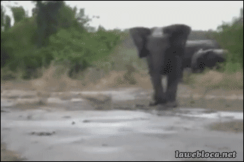 lawebloca:  eleElephant Slip  