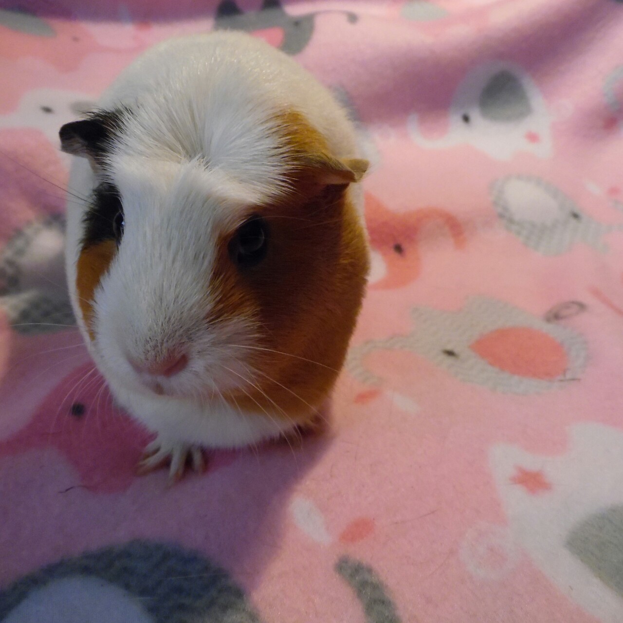 guineapigstolove:  Hazel    FURRY FRIDAY