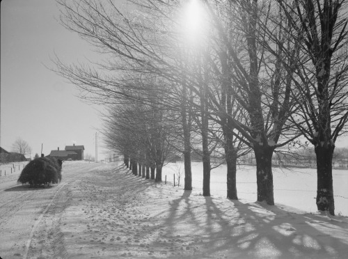 Winter Scene. Oswego County, New York.Arthur Rothstein (American; 1915–1985)December 1937Black-and-w