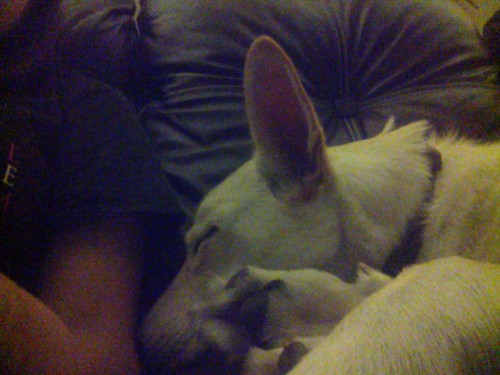 Spam of my pets and Crook