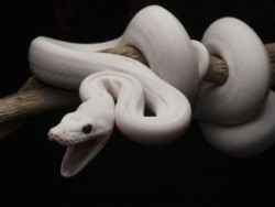 sunflic:  leucistic reticulated python for