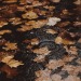 happyheidi:Rainy autumn days 🍂