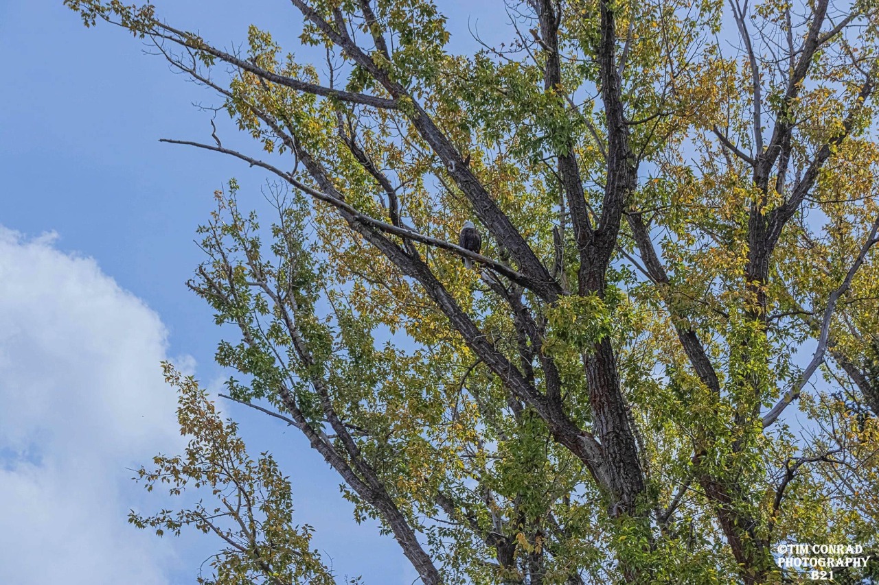 midwayord115-deactivated2022082:The symbol of our great nation stands the watch high above the Snake River…. Grand Teton National Park