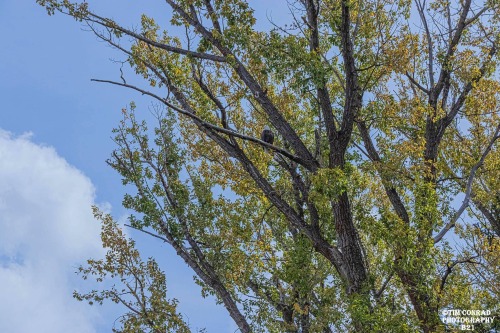 midwayord115-deactivated2022082:The symbol of our great nation stands the watch high above the Snake River…. Grand Teton National Park