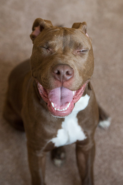 Happy! by BradTombers on Flickr.