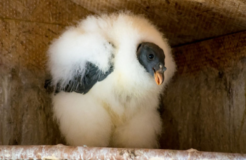 ridiculousbirdfaces: snack pack by raspberrytart King Vulture (Sarcoramphus papa)