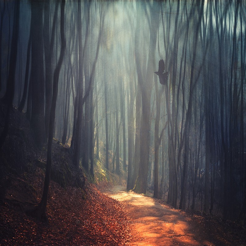 morethanphotography:
“ magical forest by dyrkwyst
”