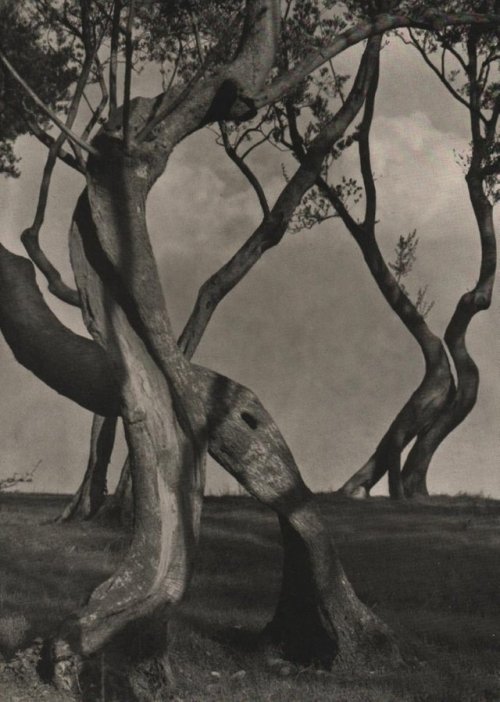 Joachim Fub Olive Garden, 1932