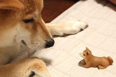 SHEEBS