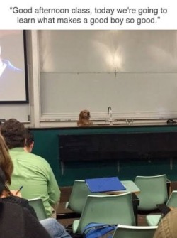 thedogsquads:I want to be in this class