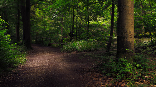 Forest Path by Jerdess