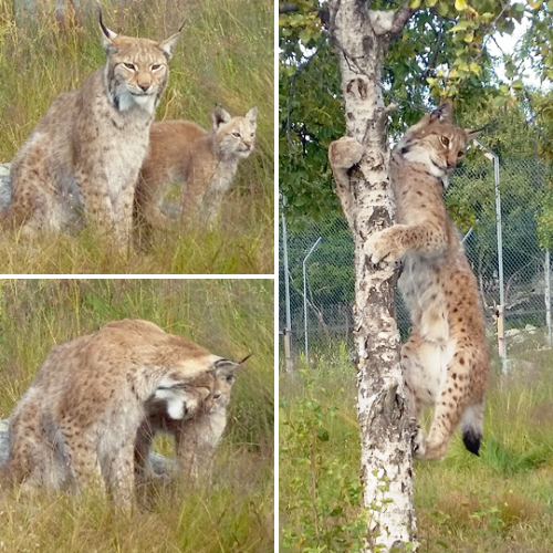 Pics from my visit to Langedrag Wildlife Park. I especially enjoyed visiting the lynxes because they