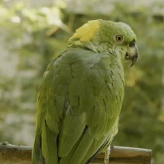 Parrot Stim Tumblr Posts Tumbral Com