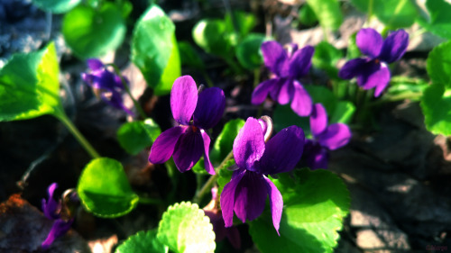. 24. Viola Ambigua. May 24.