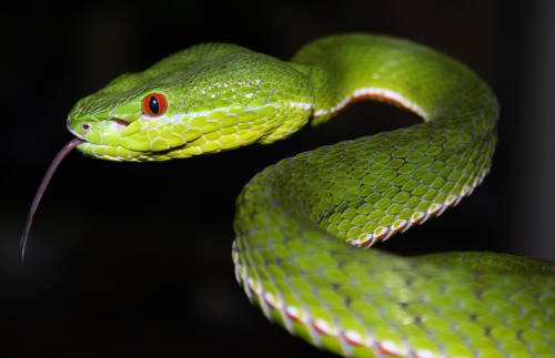 exotic-venom: (Trimeresurus popeorum) Pope’s tree viper