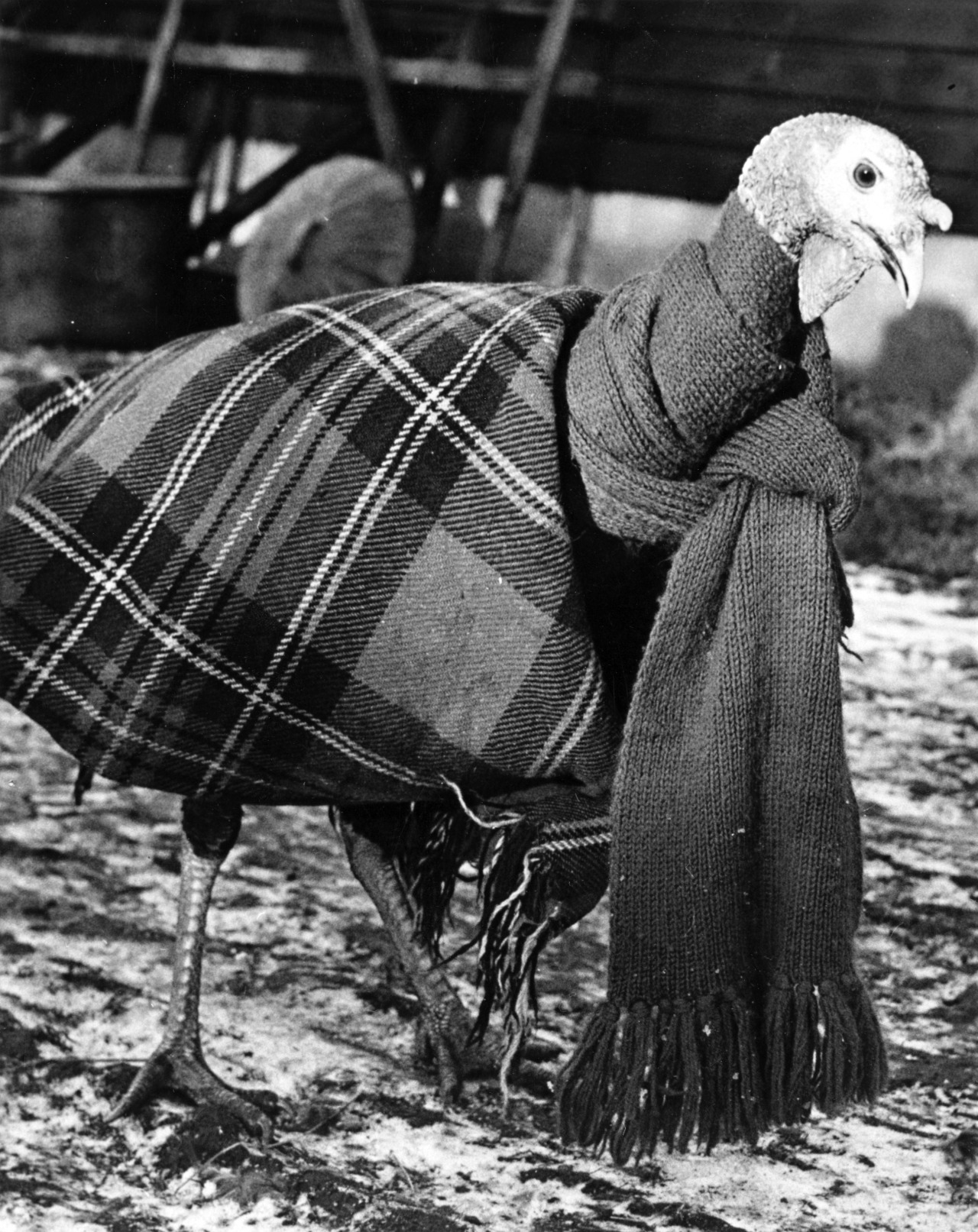 Reg Speller -  A turkey wrapped up in a blanket and scarf to keep it warm and free
