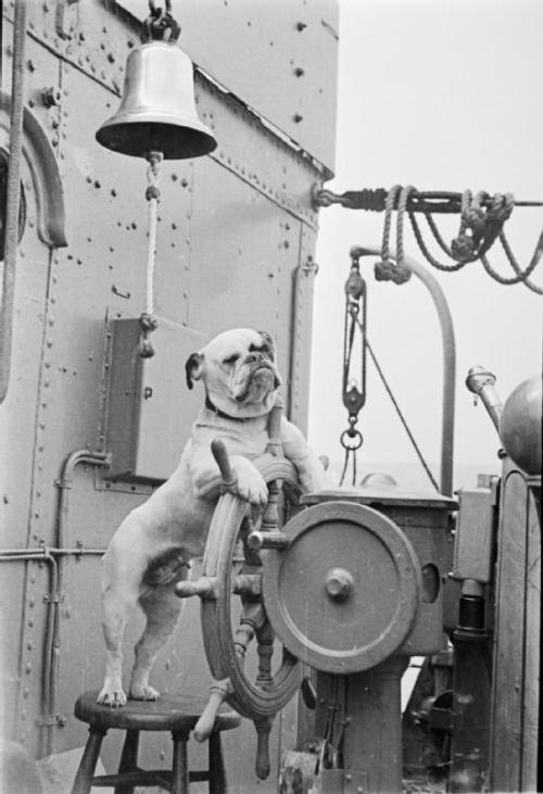 georgy-konstantinovich-zhukov:“Venus” was the pet bulldog of the captain of the HMS Vans