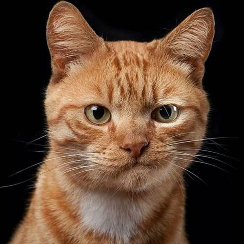 awwww-cute:  Dubious cat (Source: http://ift.tt/2l3RcLr)  Current mood.